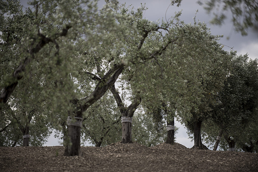 Olive harvest in Puglia.