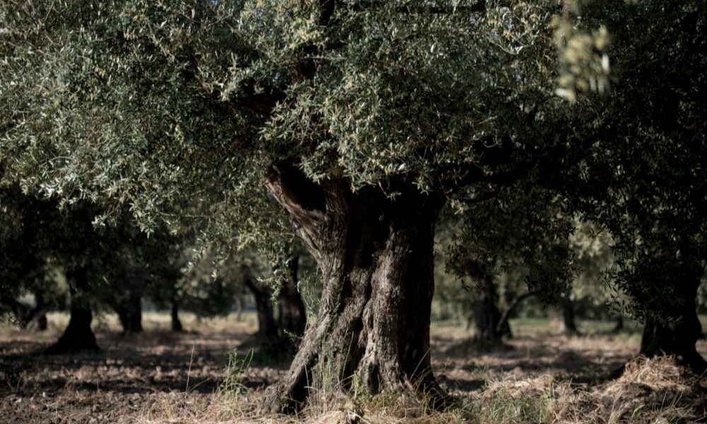 Masseria Carpine (Harvest 2024/2025)