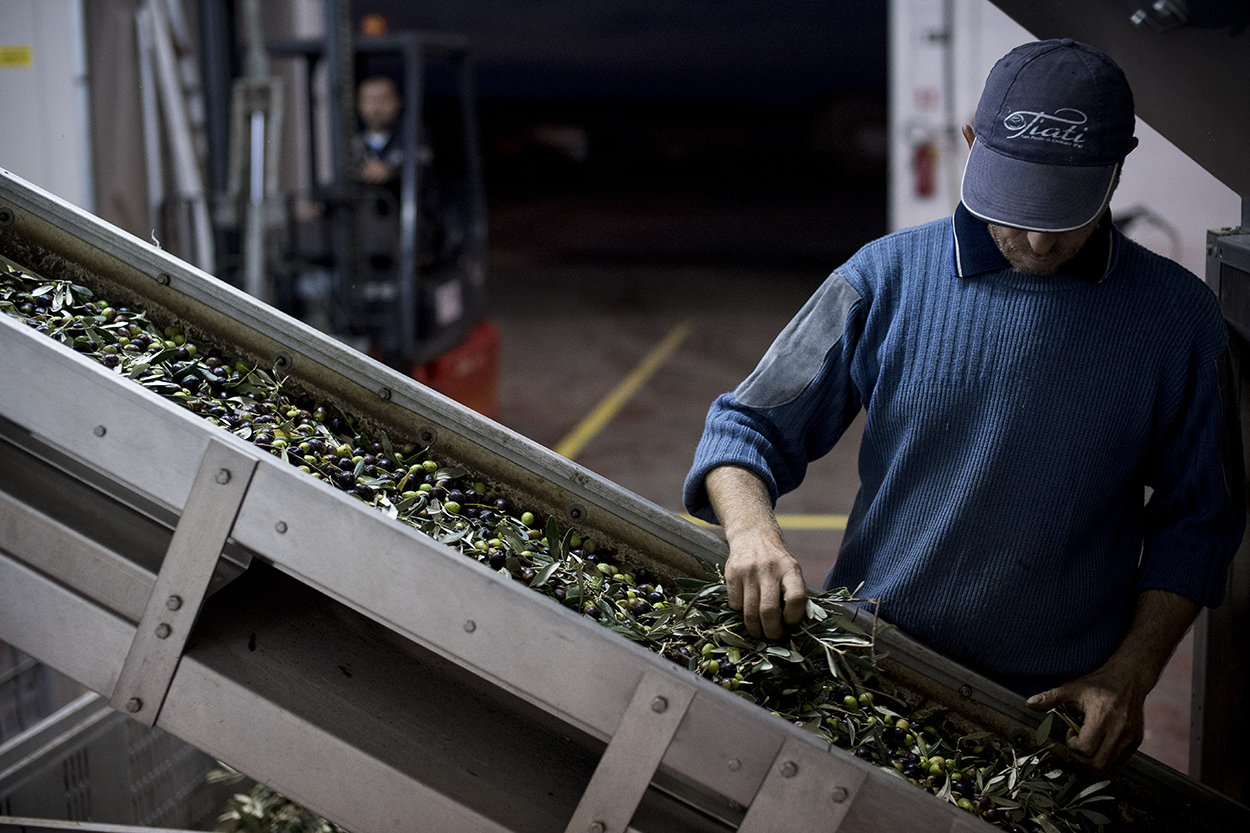 Cleaning olives 2 Cleaning olives 2