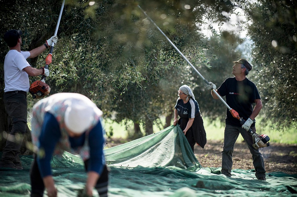 Picking olives Picking olives