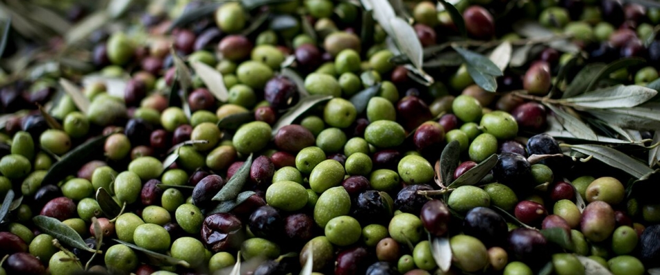 olive harvest 2