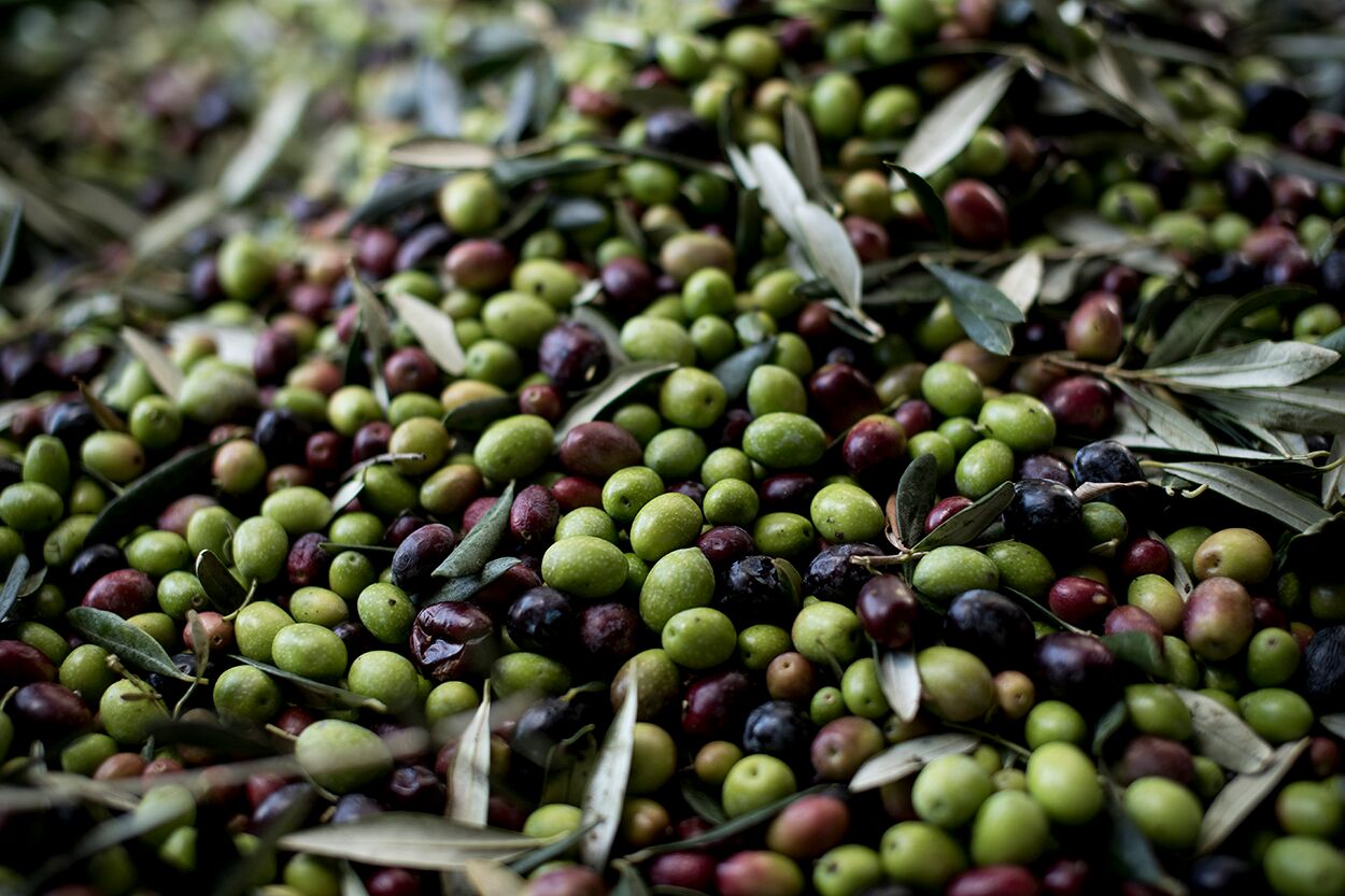 olive harvest 2