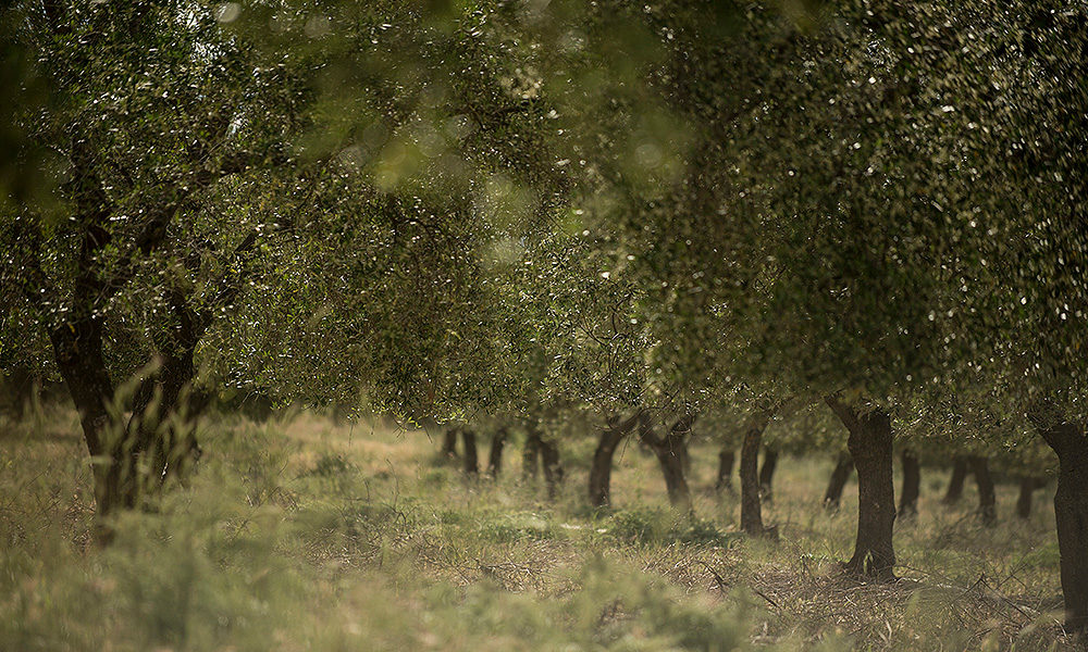 Castel Fiorentino Grove (Harvest 2024/2025)