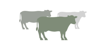 herd herd