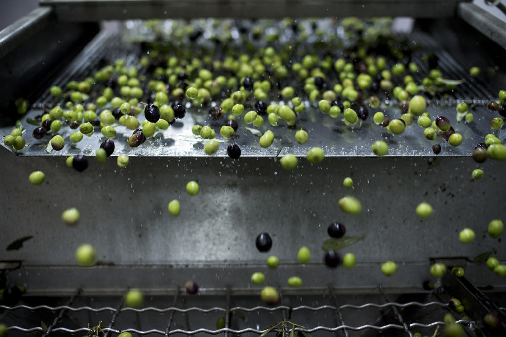 Handpicked olives at the olive press in Puglia.