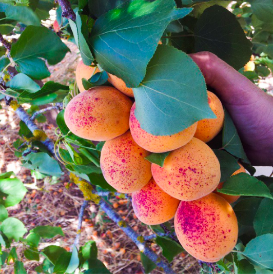 Apricot