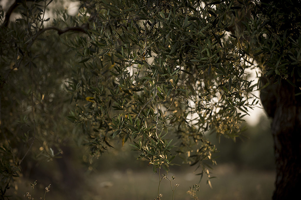 Olive Tree