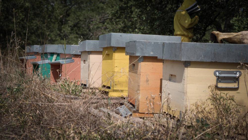 Garofalo Farm (Harvest 2023)
