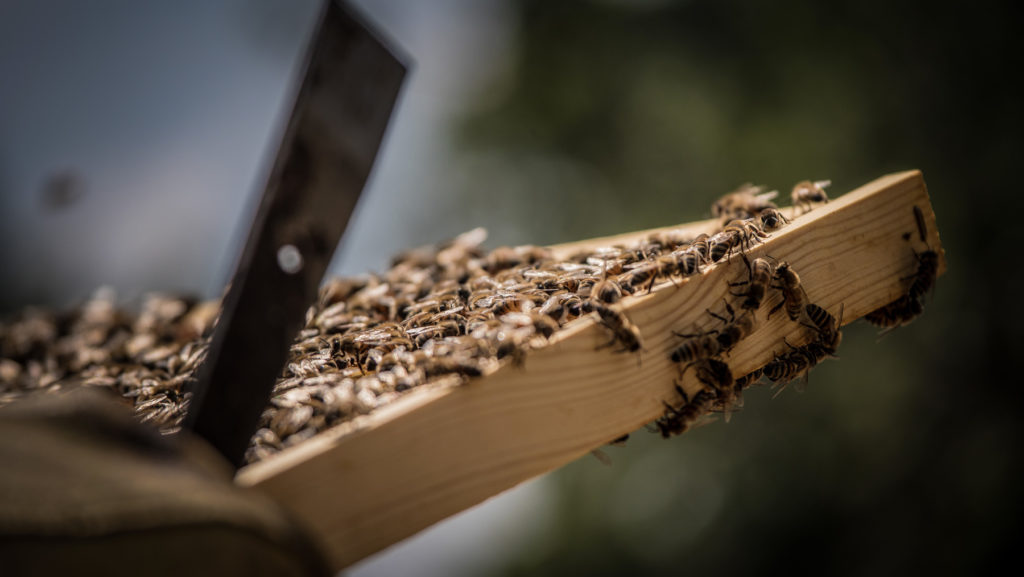 Honey & Beekeeping